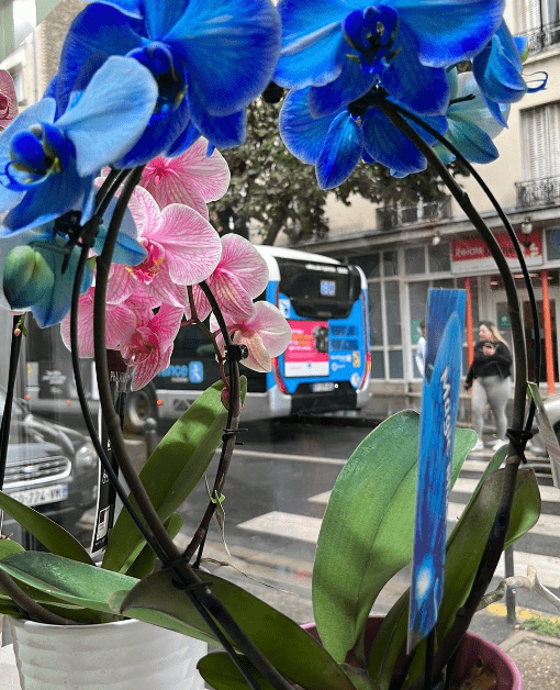 fleuriste-tazwar-debeaupuis-vitry-sur-seine1